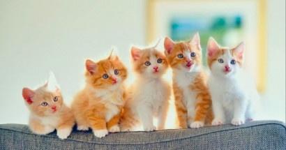 giấc mơ thấy mèo con