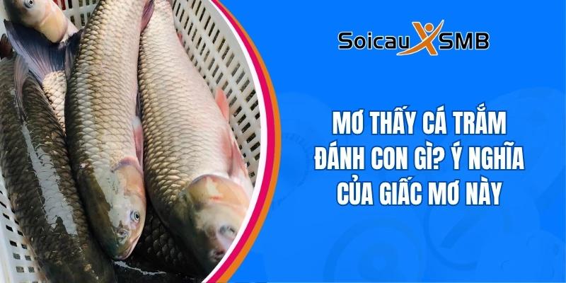 mơ thấy cá trắm