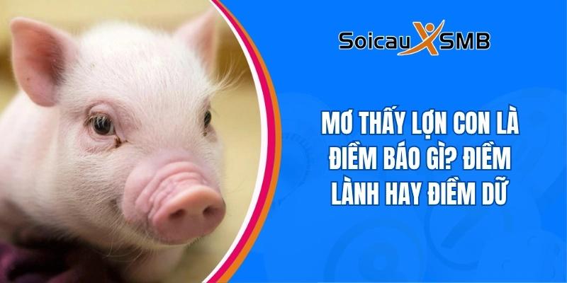 mơ thấy lợn con