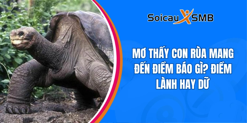 nằm mơ thấy con rùa