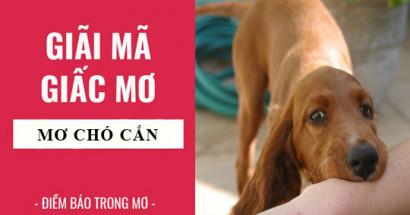 Mơ thấy chó cắn đánh con gì? Điềm báo ẩn trong giấc mơ