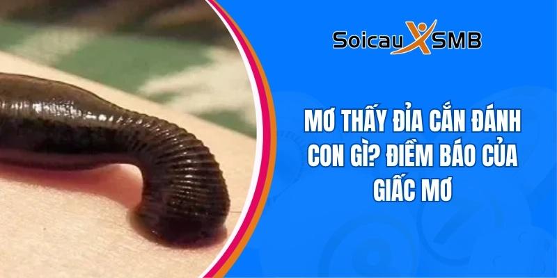 Mơ thấy đỉa cắn đánh con gì? Điềm báo của giấc mơ