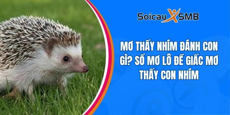Mơ Thấy Nhím Đánh Con Gì? Sổ Mơ Lô Đề Giấc Mơ Thấy Con Nhím