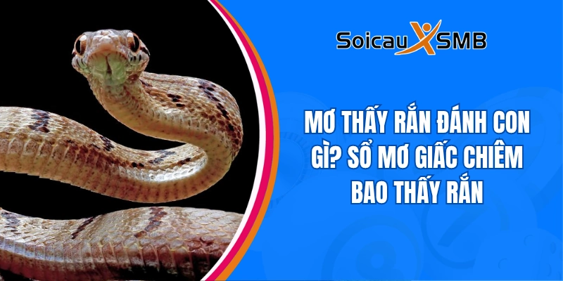 Mơ thấy rắn đánh con gì? Sổ mơ giấc chiêm bao thấy Rắn