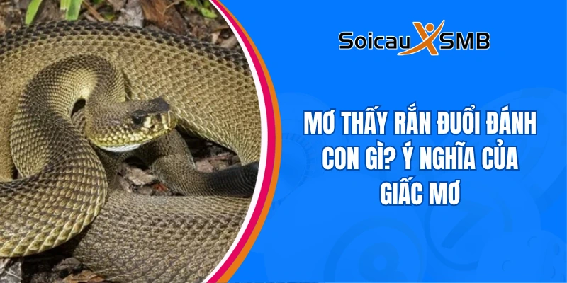 Mơ thấy rắn đuổi đánh con gì? Giải mã ỹ nghĩa giấc mơ