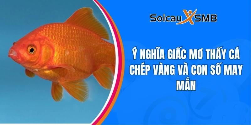 Ý nghĩa giấc mơ thấy cá chép vàng và con số may mắn