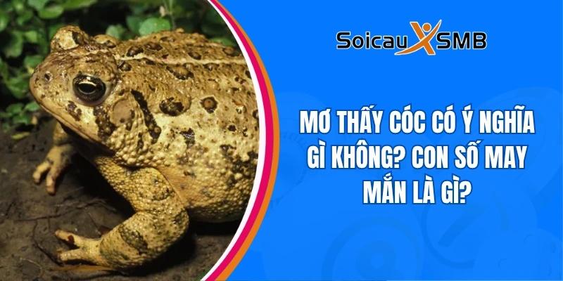 Mơ thấy cóc có ý nghĩa gì không? Con số may mắn là gì?