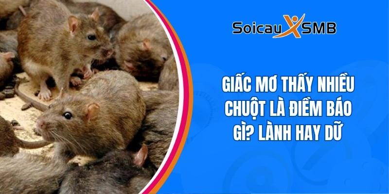 Giấc mơ thấy nhiều chuột là điềm báo gì? Lành hay dữ